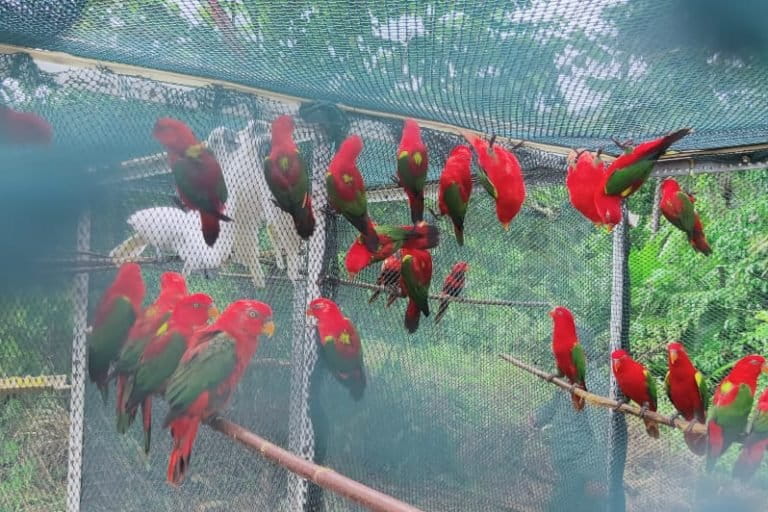 Pemilihan lokasi lepas liar di Desa Domato, karena kondisi hutan sangat bagus dan terjaga dengan potensi sumber pakan alami melimpah. Selain itu, aparat pemerintah desa dan warga mendukung hingga lebih aman dalam melindungi burung-burung ini dari buruan. Foto: Mahmud Ichi/ Mongabay Indonesia