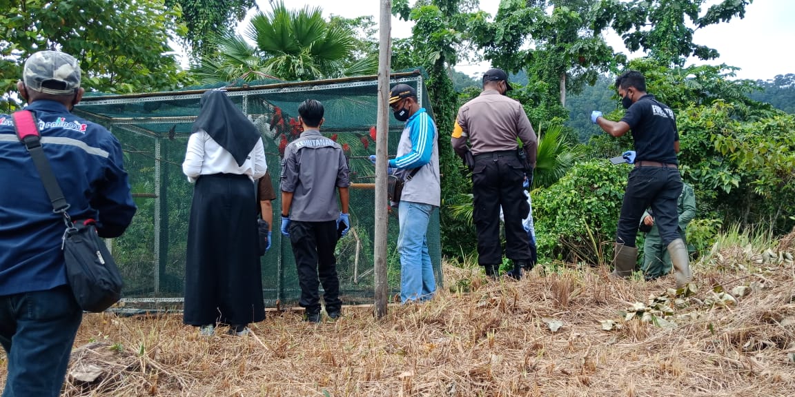 Pemeriksaan burung yang akan lepas liar dan berbagai pihak yang hadir dalam acara itu. Foto: Mahmud Ichi/ Mongabay Indonesia