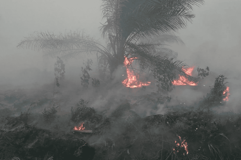 Kebakaran di konsesi PT BEP di Muarajambi. Foto: Yitno Supriyanto/ Mongabay Indonesia