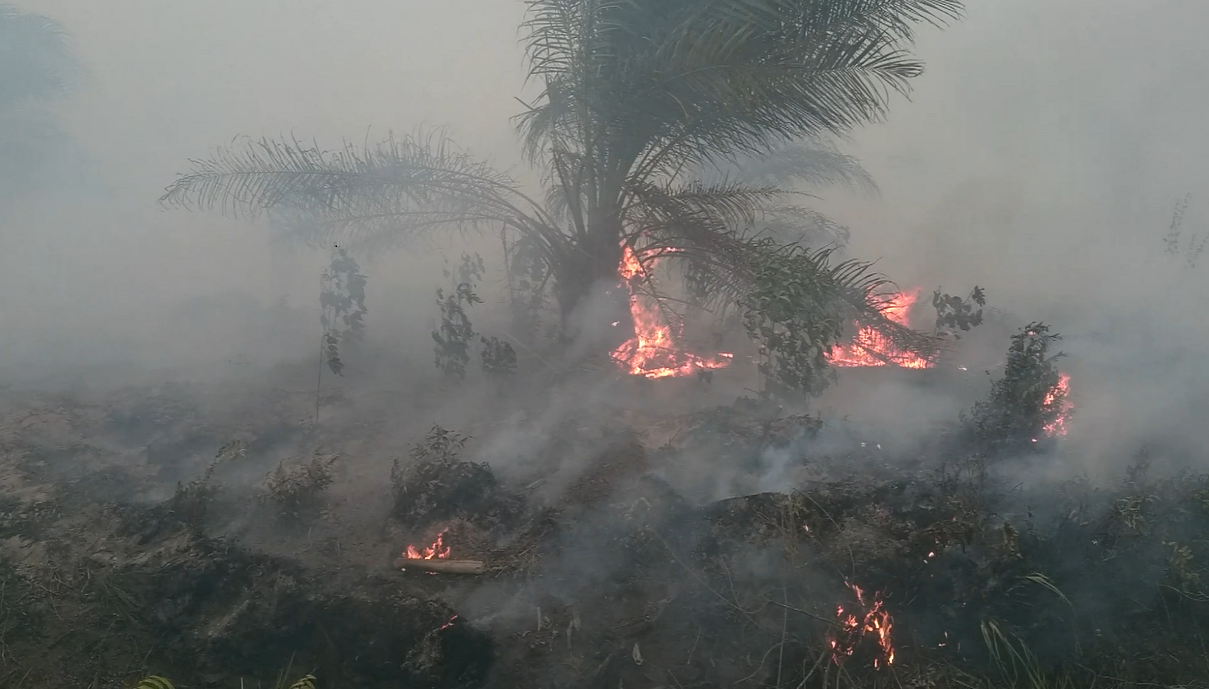 Kebakaran di konsesi PT BEP di Muarajambi. Foto: Yitno Supriyanto/ Mongabay Indonesia