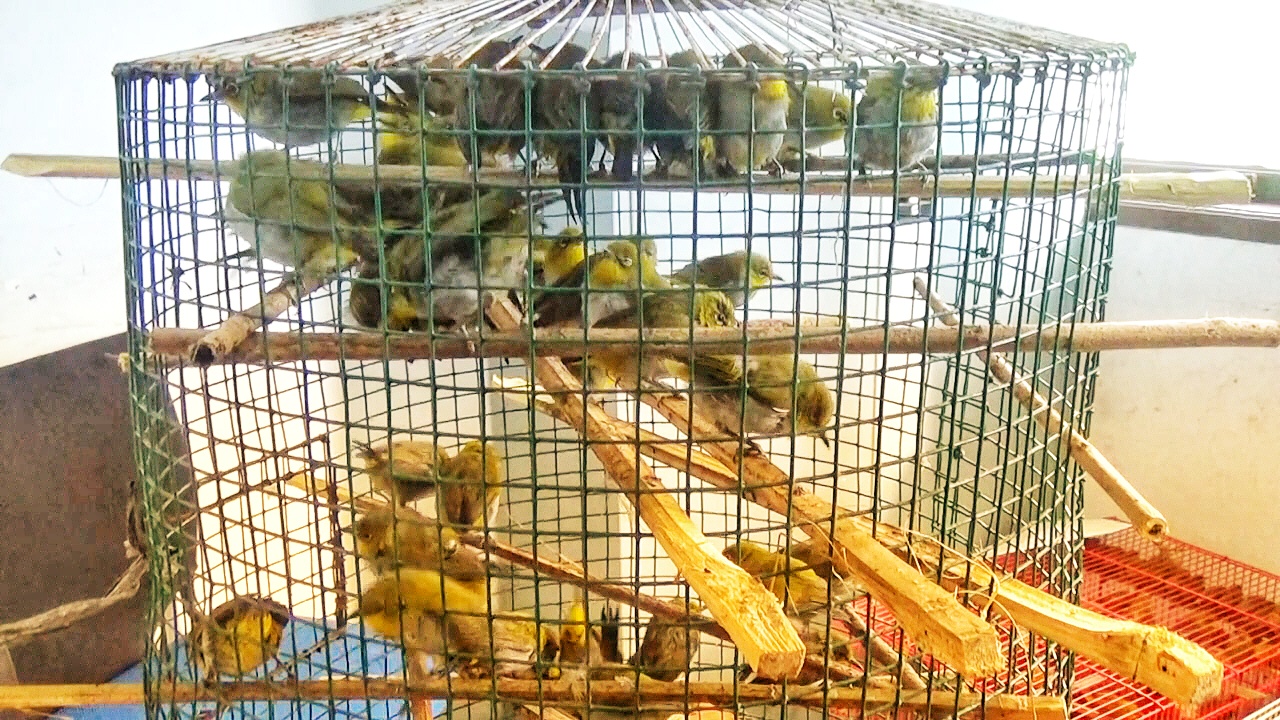 Dalam sebulan puluhan ribu burung diselundupkan lewat Sumut ke Jawa. Foto: Ayat S Karokaro/ Mongabay Indonesia