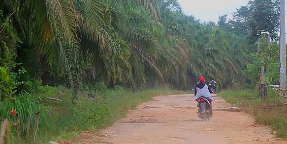 Hamparan kebun sawit di Desa Bina Karya. Foto: Yudi Semai/ Mongabay Indonesia