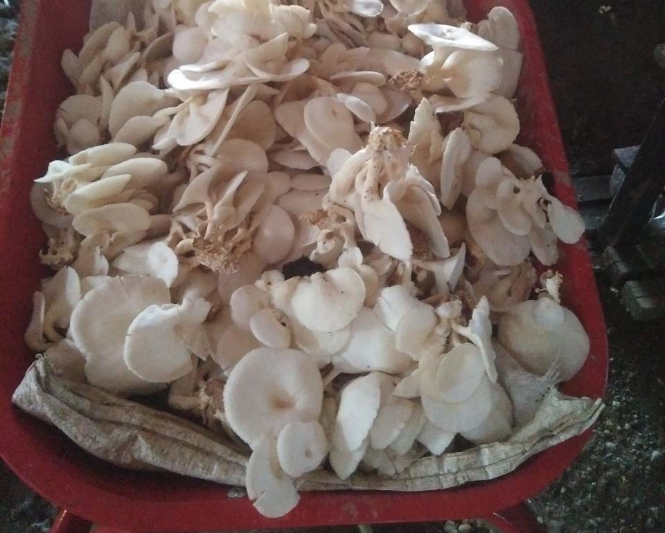 Jamur tiram baru panen. Foto: dokumen Frengki Duwit