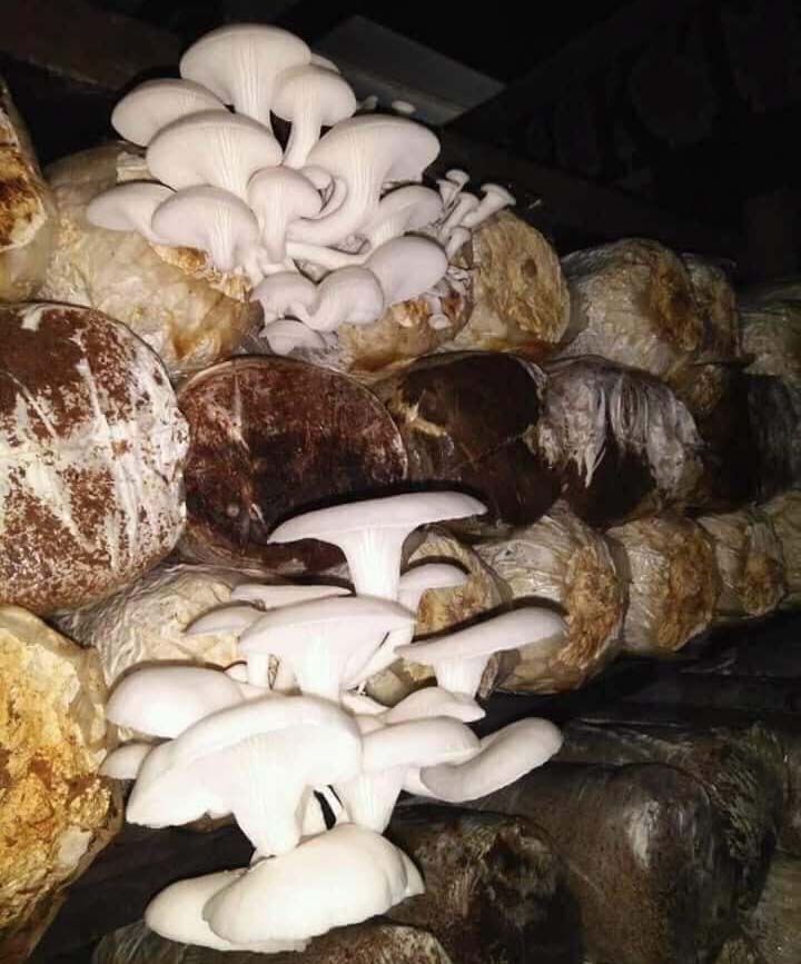 Jamur tiram produksi Frengki Duwit. Foto: dokumen Frengki