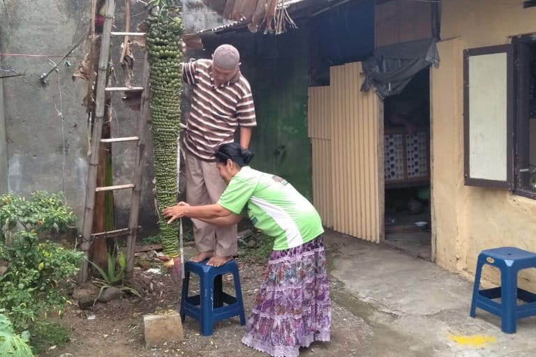 Pisang raja seribu milik Masrukan dan Mutiatun sejak tiga bulan lalu sudah berbunga. Panjang tandan pisang lebih dua meter dengan puluhan sisir. Kini, sebagian pisang sudah matang. Uniknya, jantung pisang masih terus berbunga dan jadi buah hingga kini. Foto: Eko Widianto/ Mongabay Indonesia