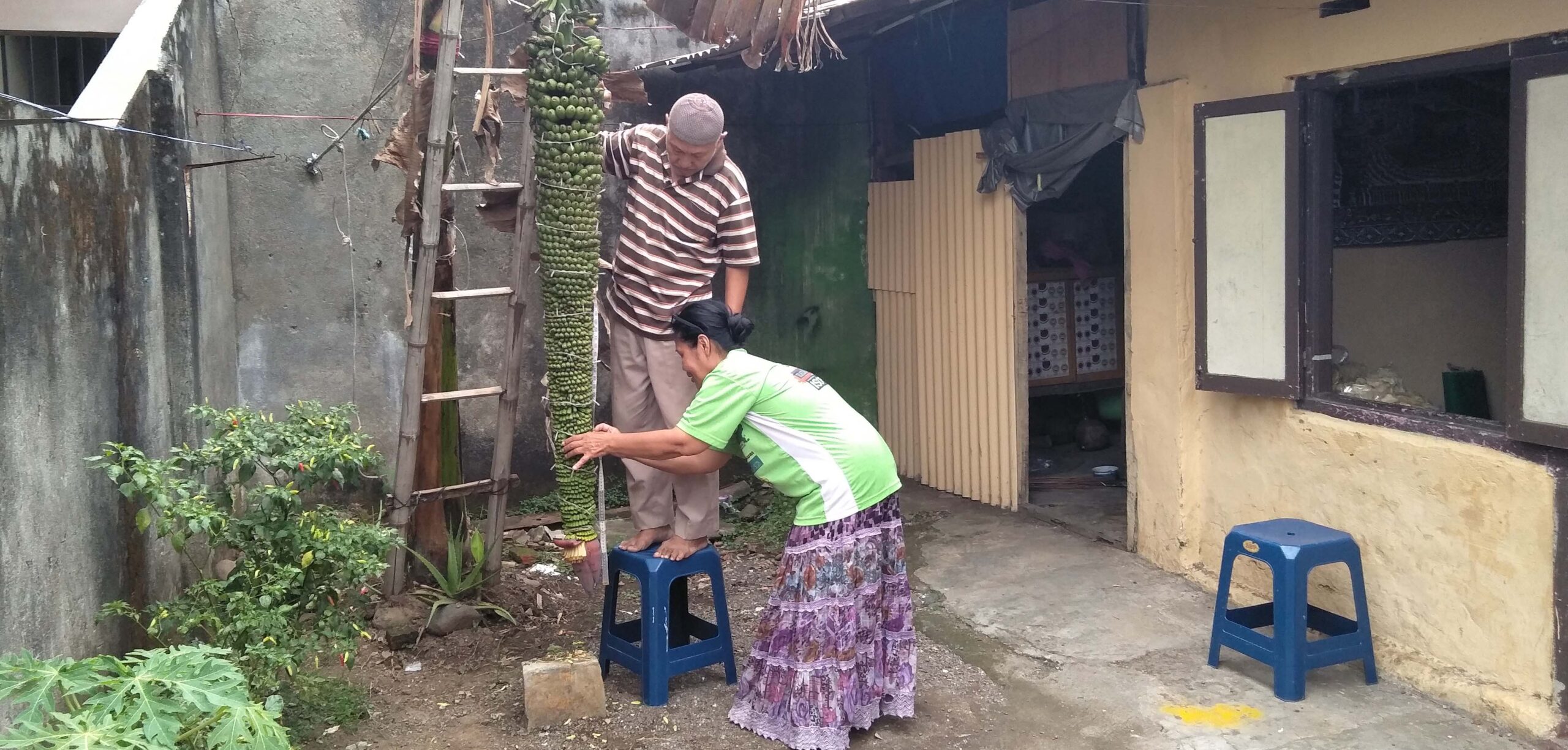 Pisang raja seribu milik Masrukan dan Mutiatun sejak tiga bulan lalu sudah berbunga. Panjang tandan pisang lebih dua meter dengan puluhan sisir. Kini, sebagian pisang sudah matang. Uniknya, jantung pisang masih terus berbunga dan jadi buah hingga kini. Foto: Eko Widianto/ Mongabay Indonesia