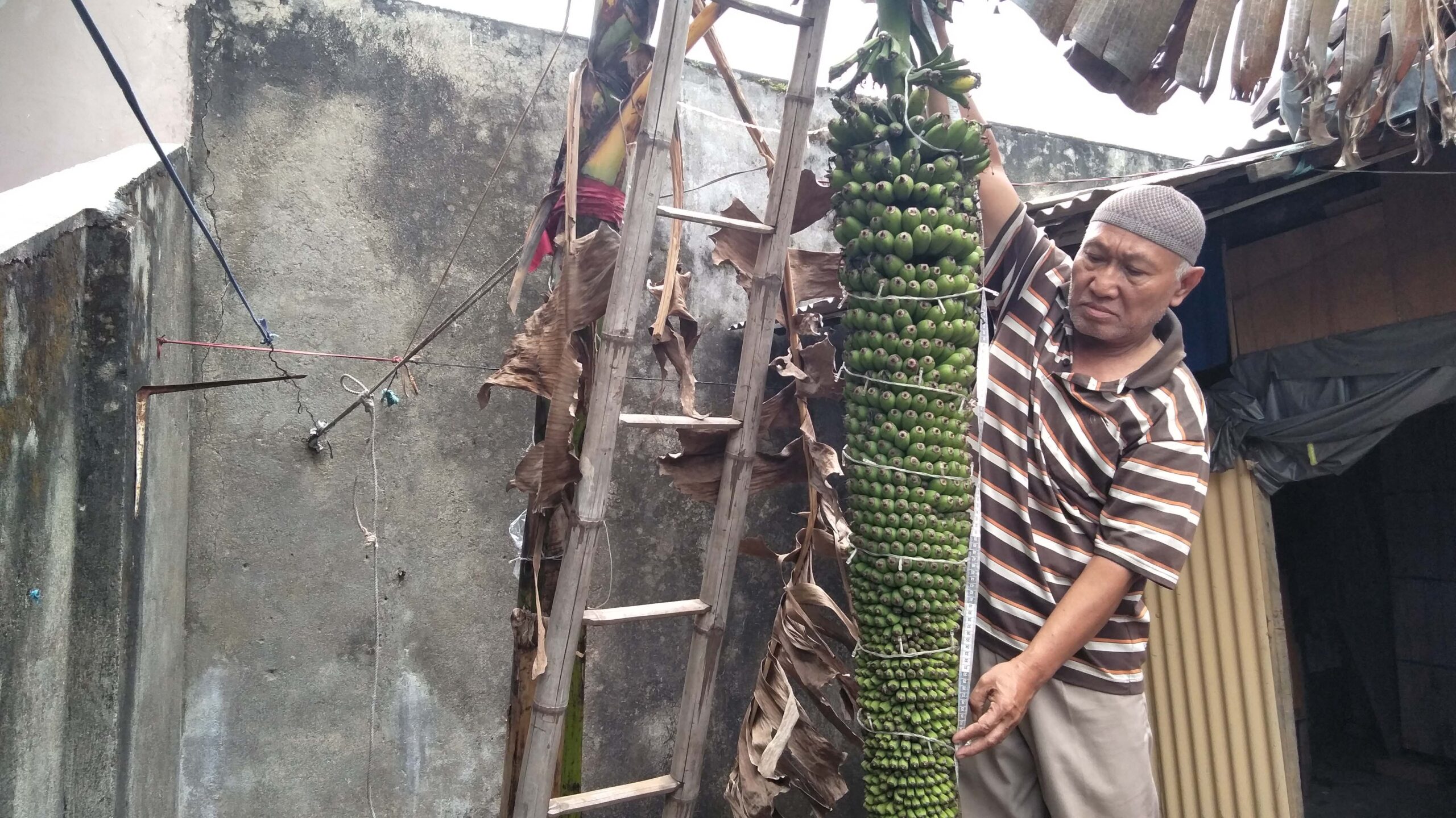 Pisang raja seribu di Kota Malang. Foto: Eko Widianto/ Mongabay Indonesia