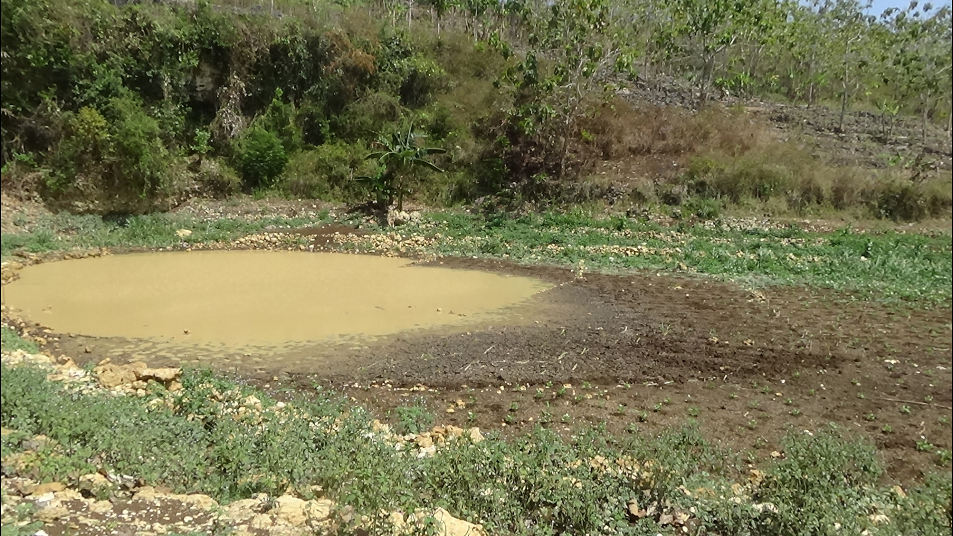 Embung yang mengering di Gunungkidul. Foto: Nuswantoro/ Mongabay Indonesia
