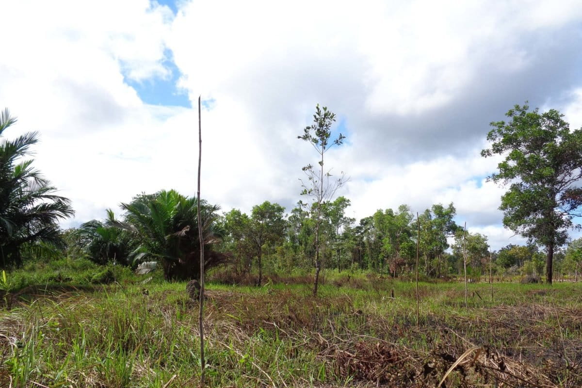 Ajir, sebagai penyangga tanaman sagu Foto: Agapitus Batbual/Mongabay Indonesia