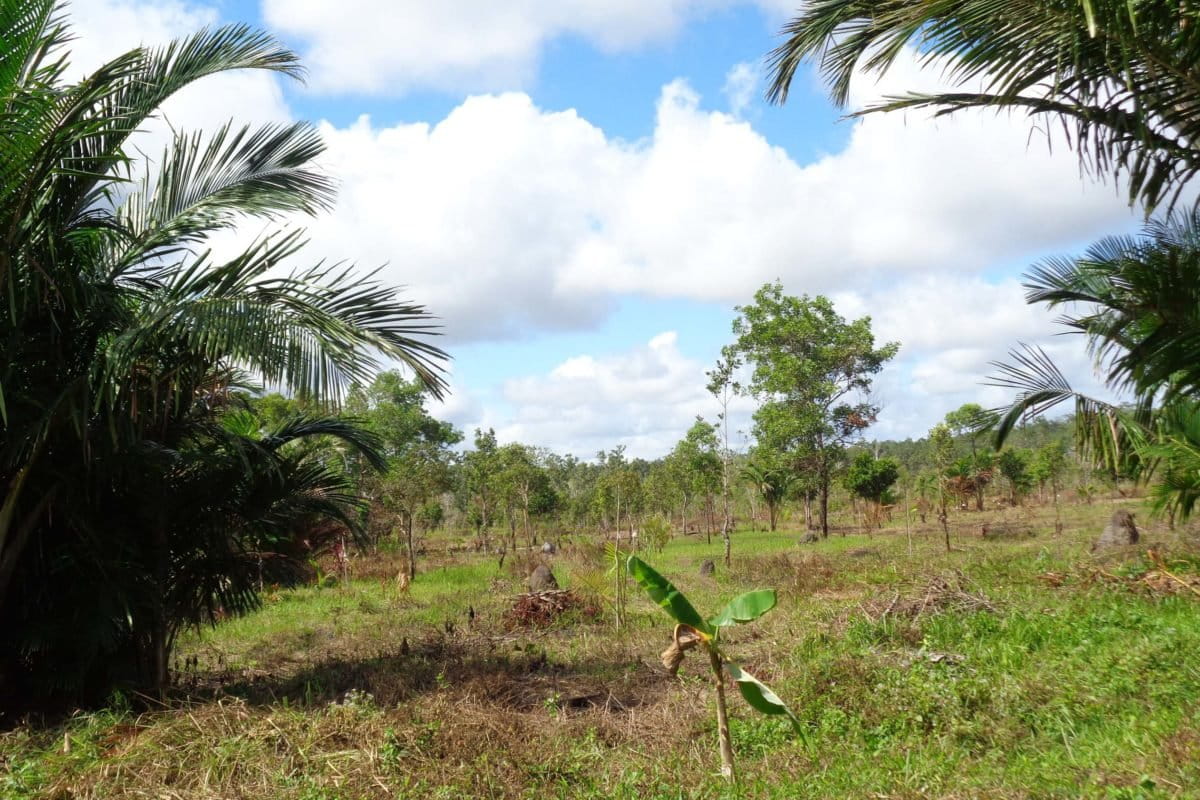 Lahan sagu di Kampung Sanegi Foto: Agapitus Batbual/Mongabay Indonesia