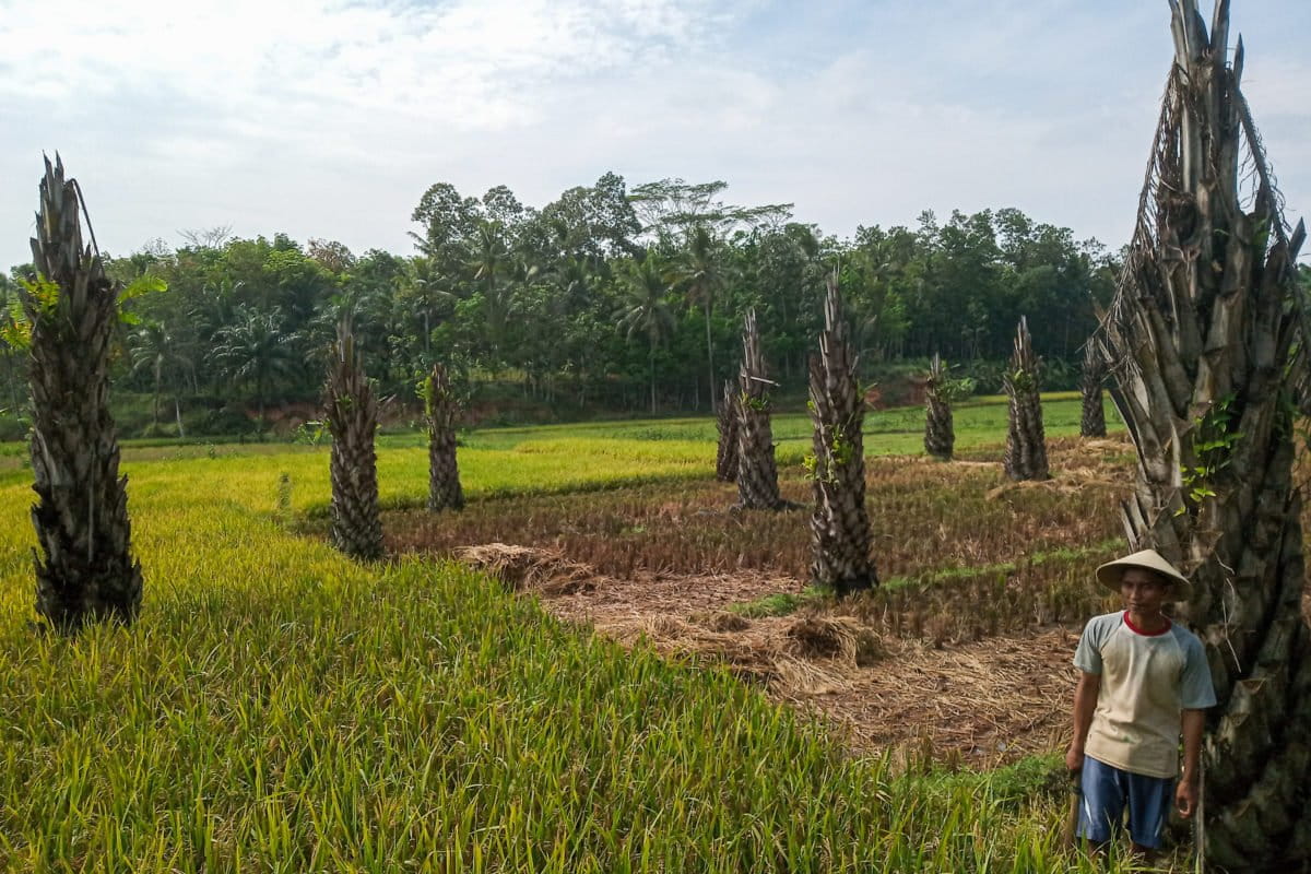 Edi Sutopo, ganti sawit dengan padi. Foto: Dian Wahyu Kusuma