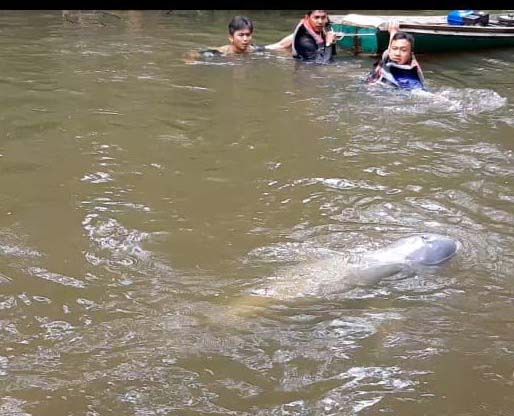 Proses evakuasi pesut di Riau. Foto: BPSPL Padang Satker Pekanbaru