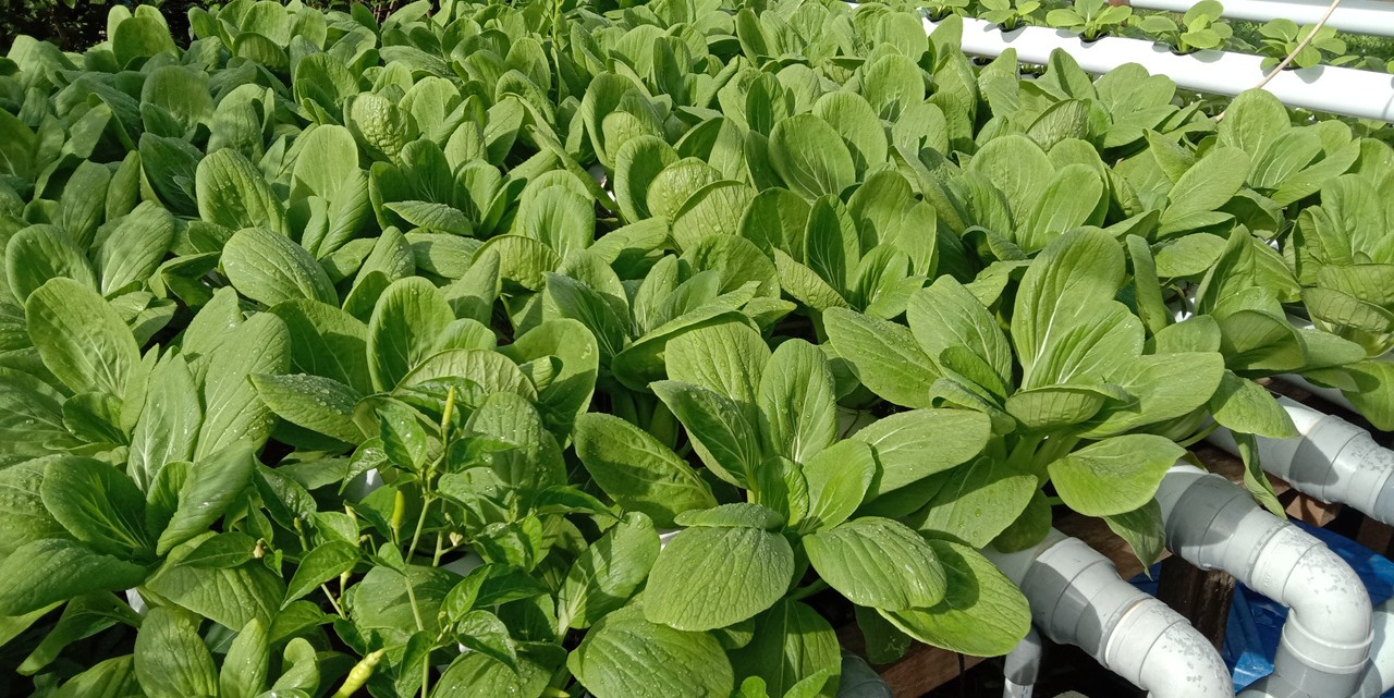 Sayur hidroponik Jansen Hidroponik Garden Merauke.. Foto: dokumen Jansen Hidroponik Garden Merauke