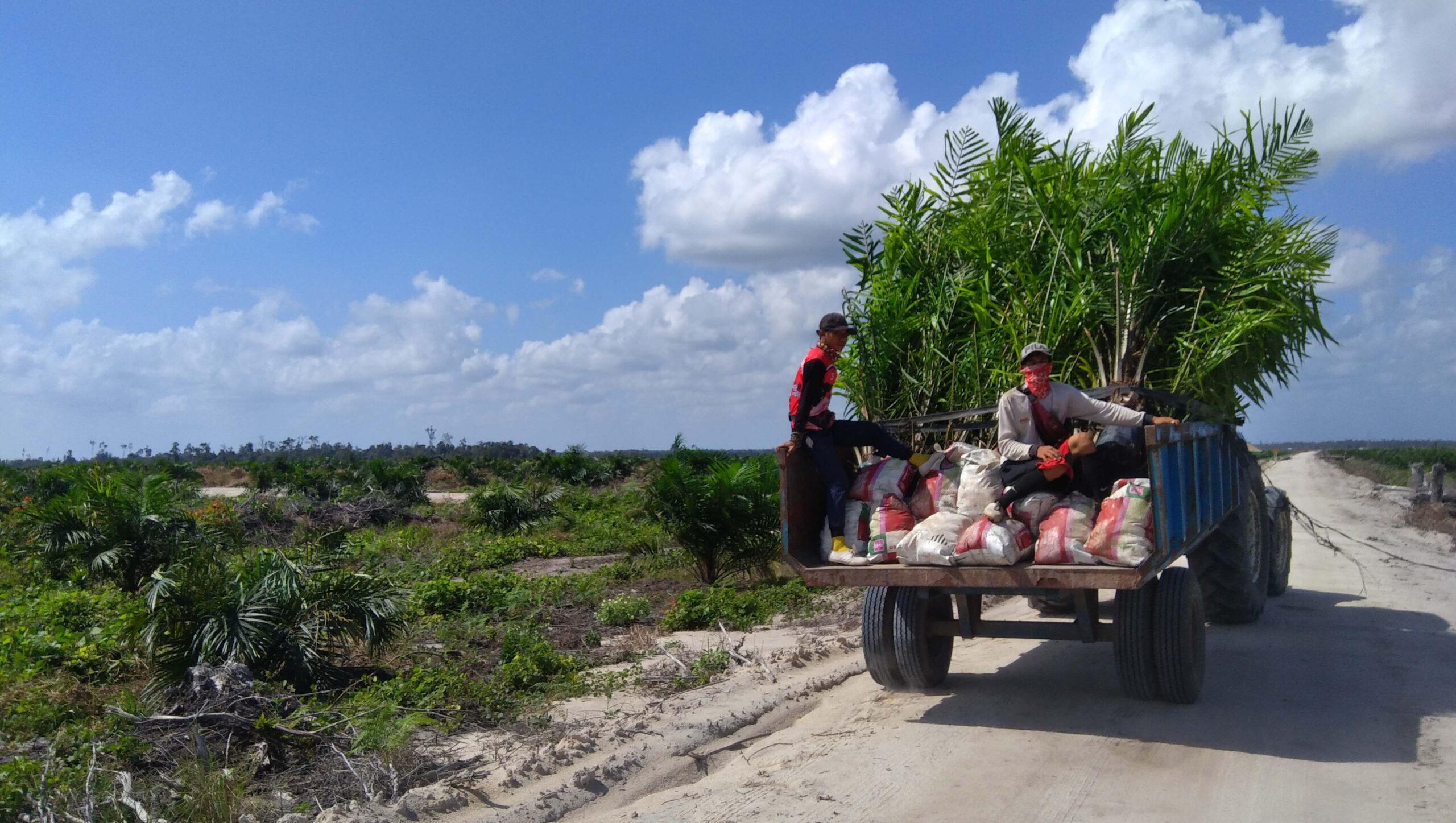 . Bekas kobaran api tak ada lagi di lahan sama. Lahan kosong yang tadinya terbakar berubah jadi petak tanam baru. Sawit-sawit muda berderet di atasnya. Di petak lain, ajir atau kayu pancang penanda rencana penanaman juga telah berbaris rapi. Dua truk penuh sawit muda tampak menuju lokasi itu.