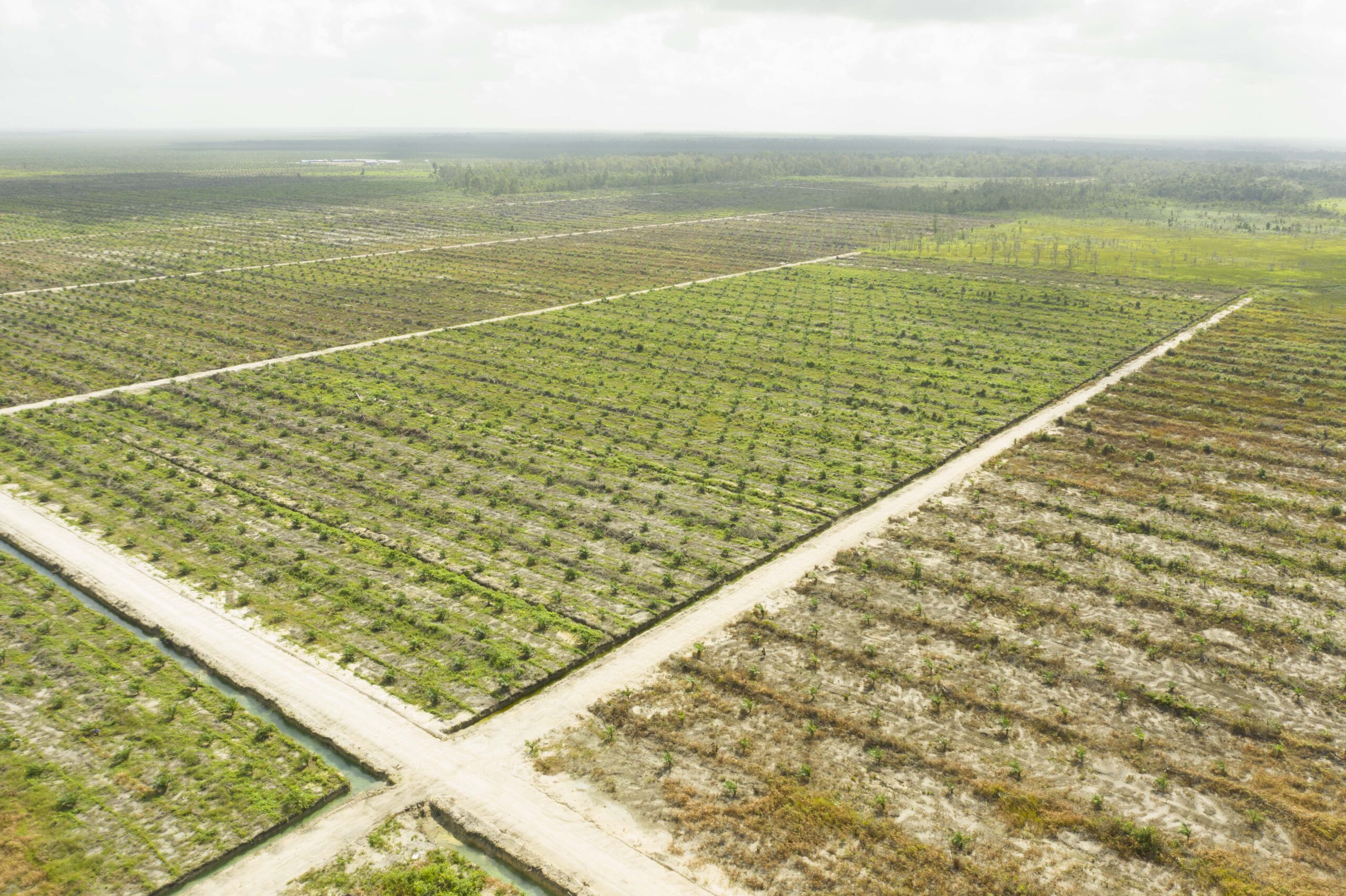 Petak tanam sawit baru di area PT KPAM. Foto: Tim Kolaborasi