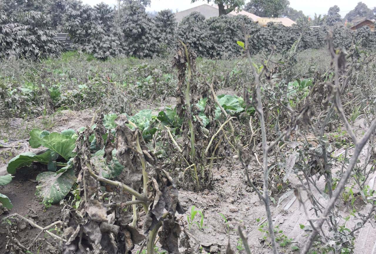 Lahan pertanian warga di Karo, penuh debu vulkanik Sinabung. Foto: Barita News Lumbanbatu/ Mongabay Indonesia