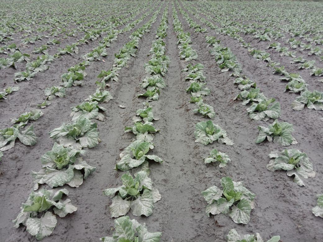 Sayur mayur warga terdampak dan terancam gagal panen. Foto: Barita New Lumbanbatu/ Mongabay Indonesia