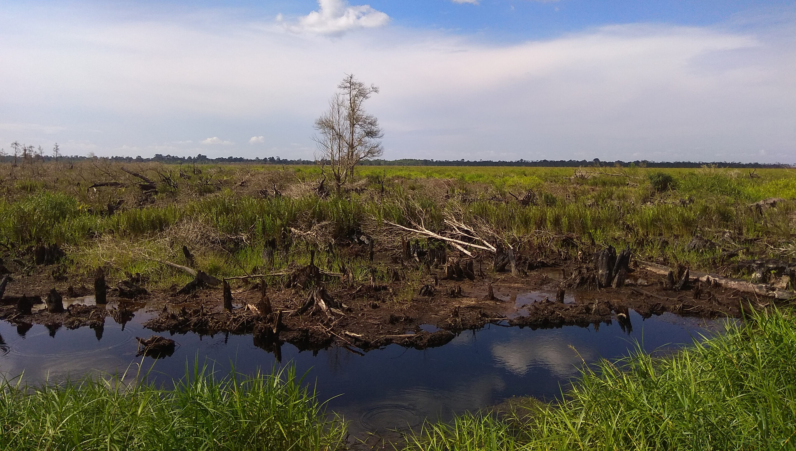 Konsesi PT. Bara Eka Prima di Desa Puding, Kecamatan Kumpeh, Kabupaten Muaro Jambi pasca kebakaran 2019. Foto: Yitno Suprapto/ Mongabay Indonesia
