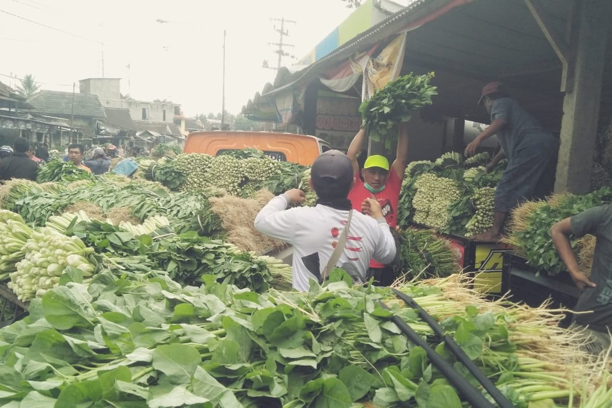 Sayur mayur di Malang. Foto: Eko Widianto/ Mongabay Indonesia