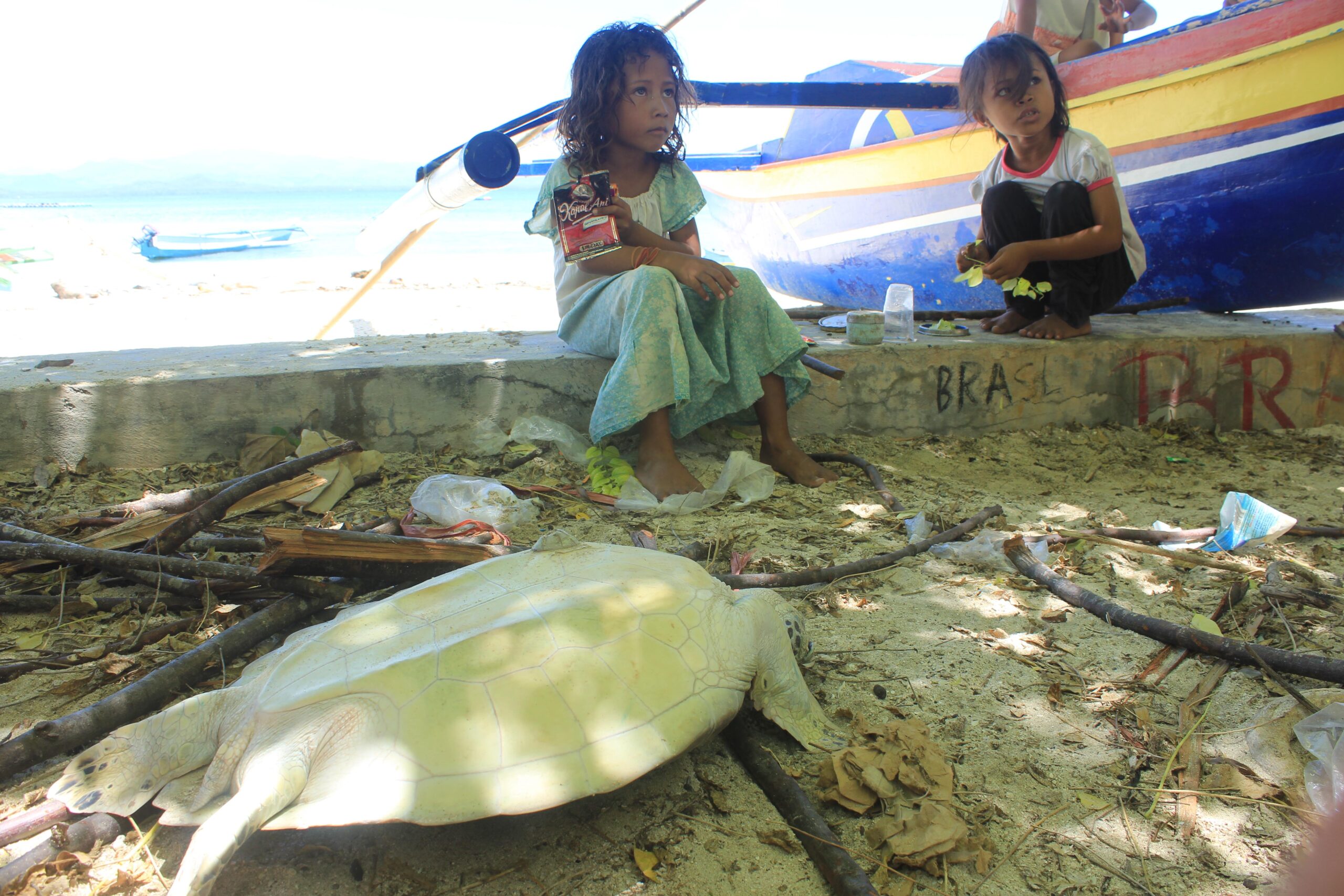 Penyu hiju yang ditangkap warga di Morotai, akhirnya dilepaskan setelah ada penyadartahuan kepada mereka. Foto: Mahmud Ichi/ Mongabay Indonesia