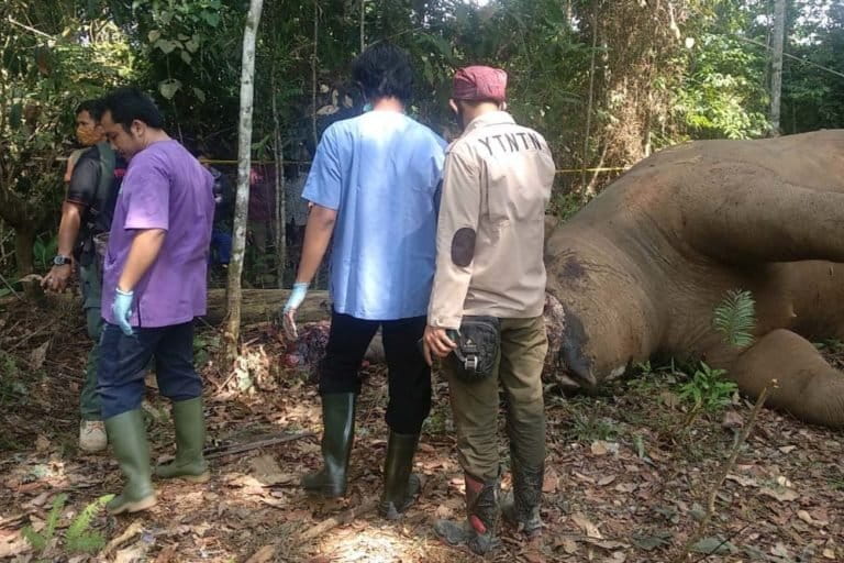 Pada April 2020, di Kecamatan Kelayang, satu gajah Sumatera, mati mengenaskan dengan belalai terputus dari kepala, tetapi gading masih utuh. Dari pengungkapan, pelaku bekerja sama dengan warga desa sebagai informan. Pelaku sempat bertemu dengan warga yang mencari gajah yang sudah beberapa lama muncul di pemukiman, dan mengaku sebagai petugas BKSDA Riau. Foto: Yayasan Taman Nasional Tesso Nilo