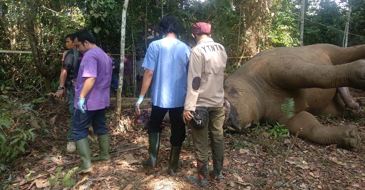 Pada April 2020, di Kecamatan Kelayang, satu gajah Sumatera, mati mengenaskan dengan belalai terputus dari kepala, tetapi gading masih utuh. Dari pengungkapan, pelaku bekerja sama dengan warga desa sebagai informan. Pelaku sempat bertemu dengan warga yang mencari gajah yang sudah beberapa lama muncul di pemukiman, dan mengaku sebagai petugas BKSDA Riau. Foto: Yayasan Taman Nasional Tesso Nilo