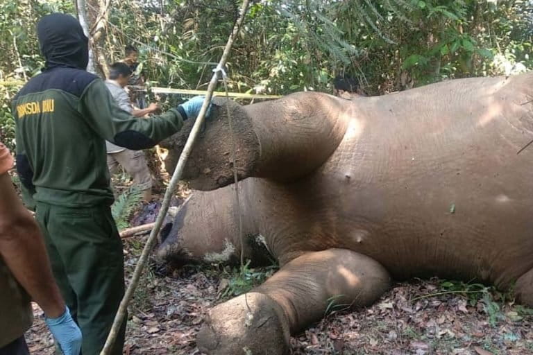 Gajah mati di Simpang Kelayang, Indragitu Hulu. Pelaku tiga orang, dua penjahat satwa kambuhan, satu buron, satu orang diamankan bersama seorang informan warga desa setempat. Foto: Yayasan Taman Nasional Tesso Nilo