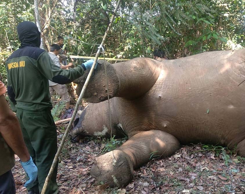 Gajah mati di Simpang Kelayang, Indragitu Hulu. Pelaku tiga orang, dua penjahat satwa kambuhan, satu buron, satu orang diamankan bersama seorang informan warga desa setempat. Foto: Yayasan Taman Nasional Tesso Nilo