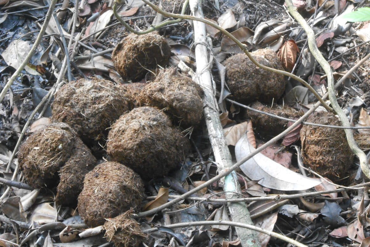 Kotoran ga di Balai Raja. Foto: Suryadi/ Mongabay Indonesia