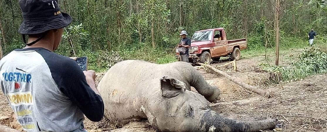 Gajah Riau, yang mati di konsesi PT Arara Abadi, Februari 2020. Foto: BKSDA Riau