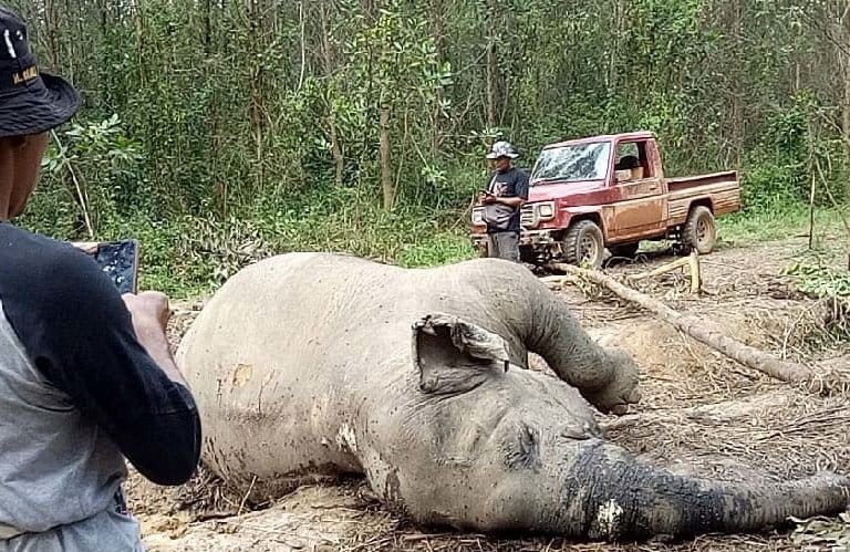 Gajah Riau, yang mati di konsesi PT Arara Abadi, Februari 2020. Foto: BKSDA Riau