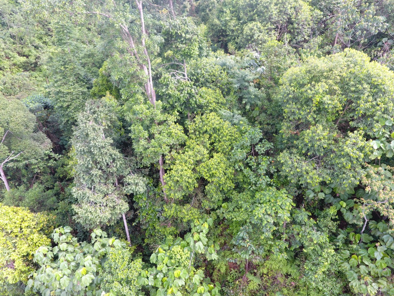 Hutan alam yang masuk izin HKM koperasi, yang ngurus perusahaan. Warga Pulau Padang menolak hutan alam jadi akasia. Foto: Suryadi/ Mongabay Indonesia