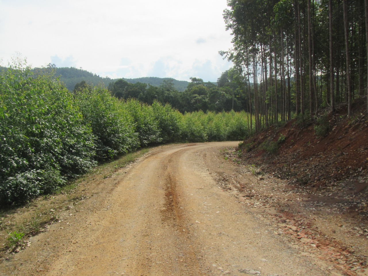 Jalan di konsesi pemasok RAPP. Foto: Suryadi/ Mongabay Indonesia