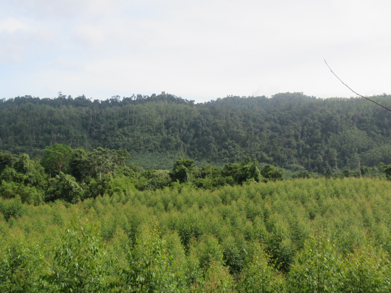 Kebun akasia di konsesi pemasok RAPP, yang berbatasan langsung dengan hutan alam yang masuk pengajuan HKm. Foto: Suryadi/ Mongabay Indonesia