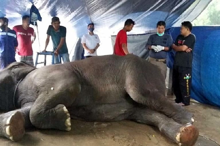 Yanti saat dalam kondisi sakit. Foto: BKSDA Jambi