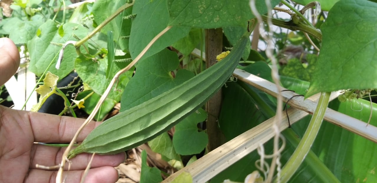 Sayur mayur tanam organik buat konsumsi sendiiri. Foto: Saariah Saturi/ Mongabay Indonesia