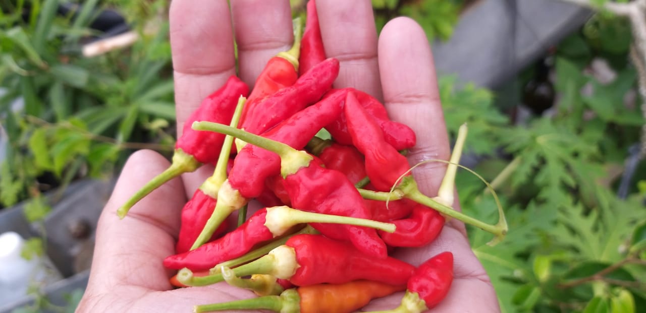 Cabe, tanam organik. Foto: Sapariah Saturi/ Mongabay Indonesia