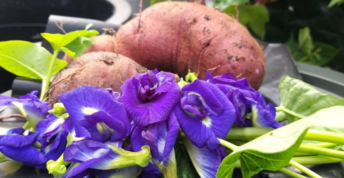 Produksi dan konsumsi pangan sehat. Pangan dari sumber karbohidrat sampai sayur mayur dan bahan minuman, hasil dari tanam sendiri secara organik. Foto: Sapariah Saturi/ Mongabay Indonesia