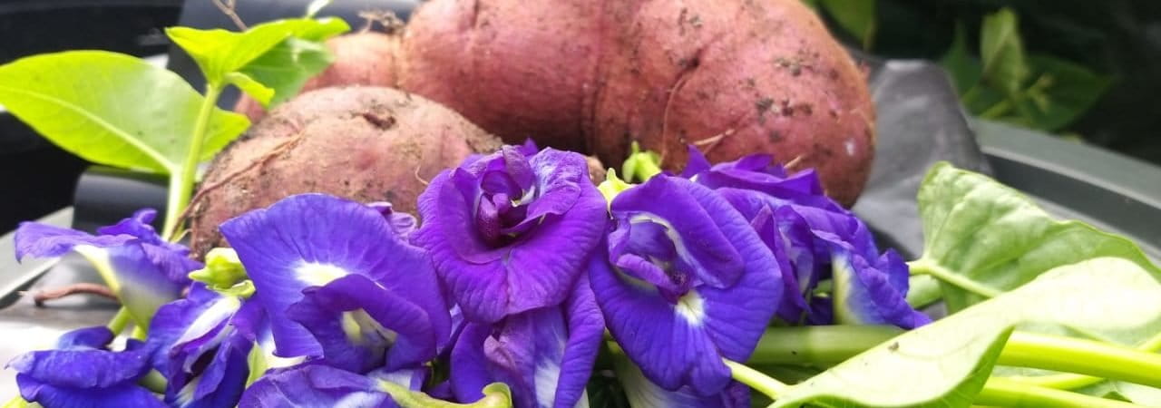Produksi dan konsumsi pangan sehat. Pangan dari sumber karbohidrat sampai sayur mayur dan bahan minuman, hasil dari tanam sendiri secara organik. Foto: Sapariah Saturi/ Mongabay Indonesia