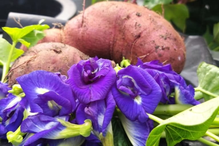 Produksi dan konsumsi pangan sehat. Pangan dari sumber karbohidrat sampai sayur mayur dan bahan minuman, hasil dari tanam sendiri secara organik. Foto: Sapariah Saturi/ Mongabay Indonesia