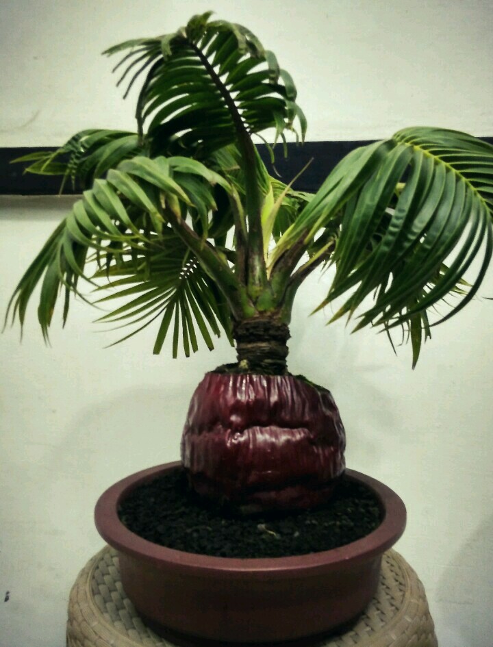 Kelapa kerdil. Foto: Barita News Lumbanbatu/ Mongabay Indonesia