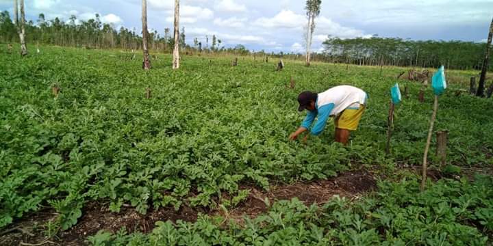 Lahan semangka petani perempuan Desa Henda. Foto: dokumen Kemitraan