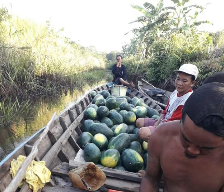 Hasil panen semangka dengan pengelolaan lahan tanpa bakar (PLTB). Dokumentasi: Kemitraan