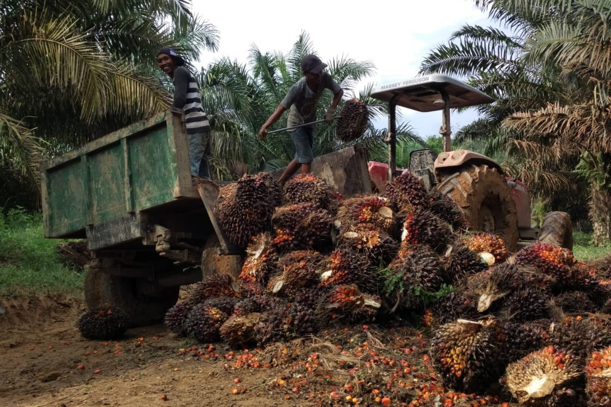 Petani sawit di Jambi, panen. Foto: Jaka Hendra/ Mongabay Indonesia