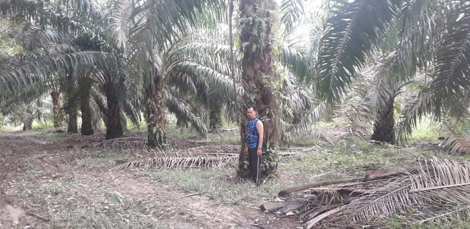 Sargawi dengan kebun sawit. Dia juga tanami kebunnya dengan tanaman lain. Foto: Jaka Hendra/ Mongabay Indonesia