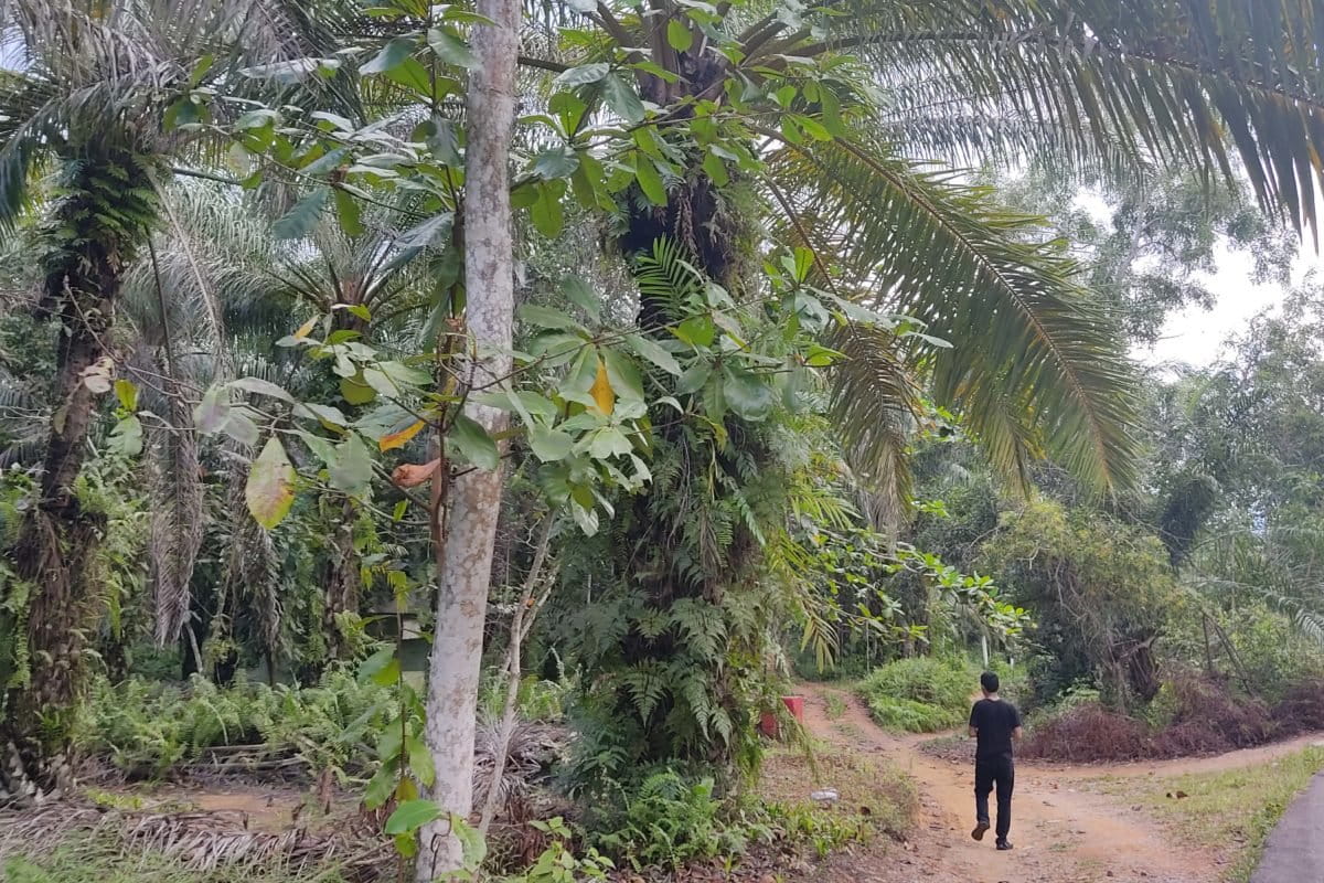 Kebun sawit di hutan lindung dan dekat waduk. Ancaman kekeringan. Foto: Yogi Eka Sahputra /Mongabay Indonesia