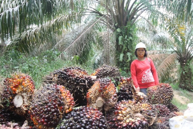 Petani mendapatkan banyak manfaat setelah berupaya mengelola kebun sawit dengan baik. Mereka juga peroleh sertifikasi RSPO. Foto: Fahmi/ Mongabay Indonesia