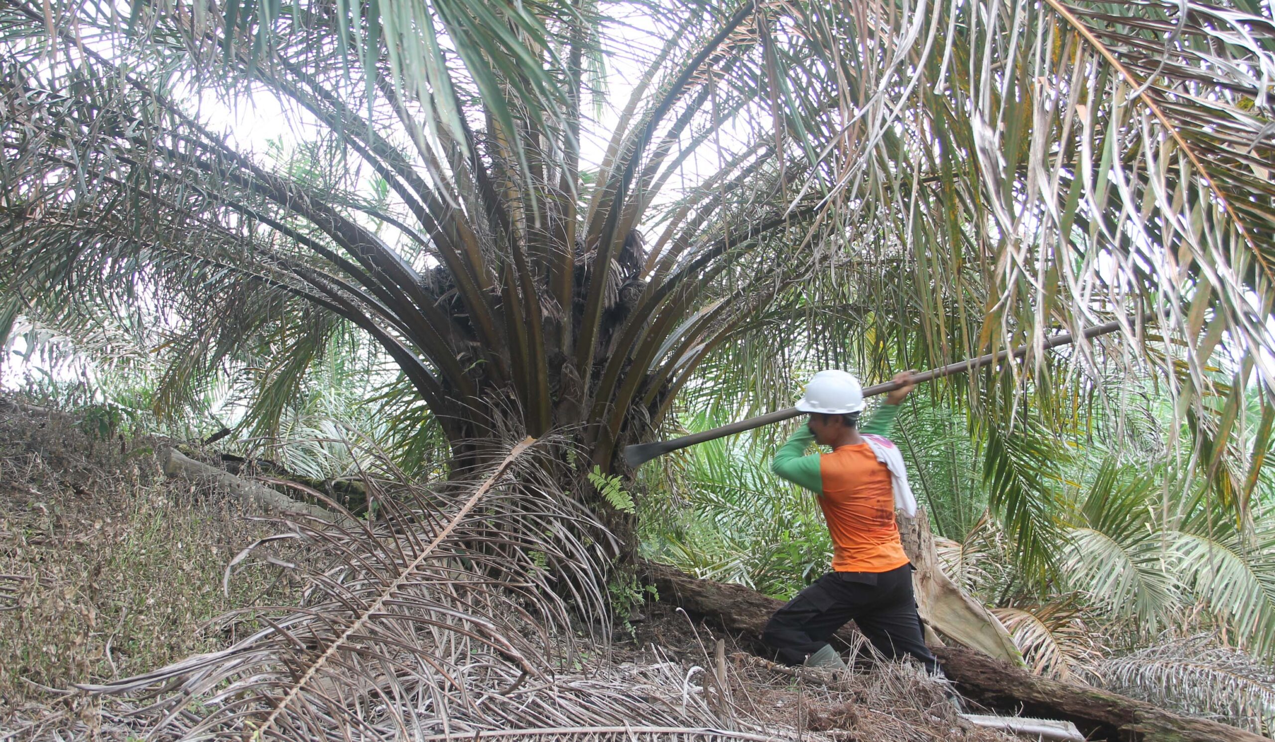 Aktivitas Gea sehari-hari di kebun sawtinya. Foto: Fahmi/ Mongabay Indonesia