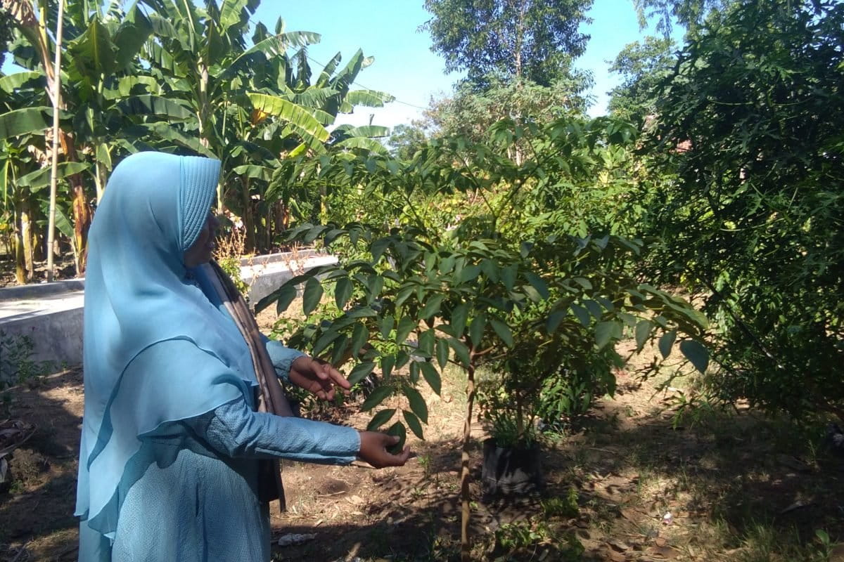 Dedaunan di pekarangan rumah dan sekitar untuk motif dan warna alami kain ecoprint. Foto: Gafur Abdullah/ Mongabay Indonesia
