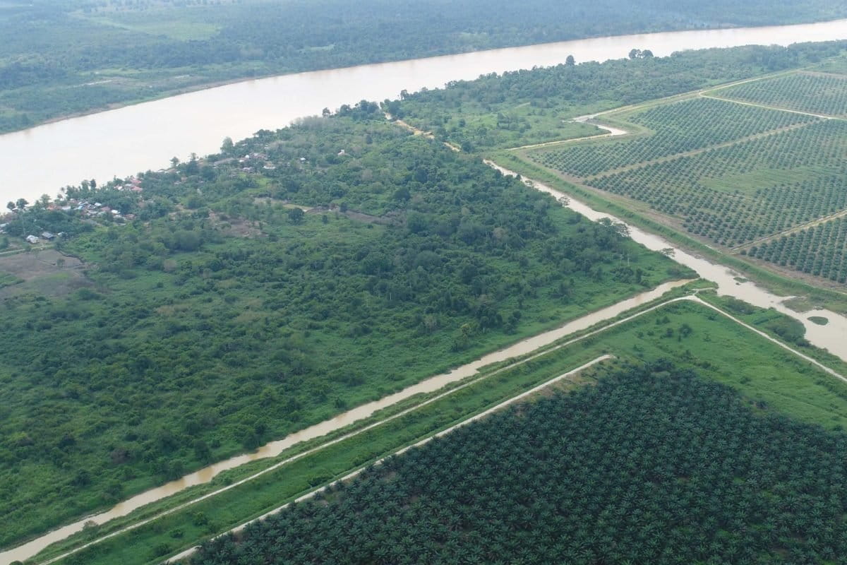 Sebagian hamparan kebun sawit perusahaan. Foto: Elviza Diana/ Mongabay Indonesia